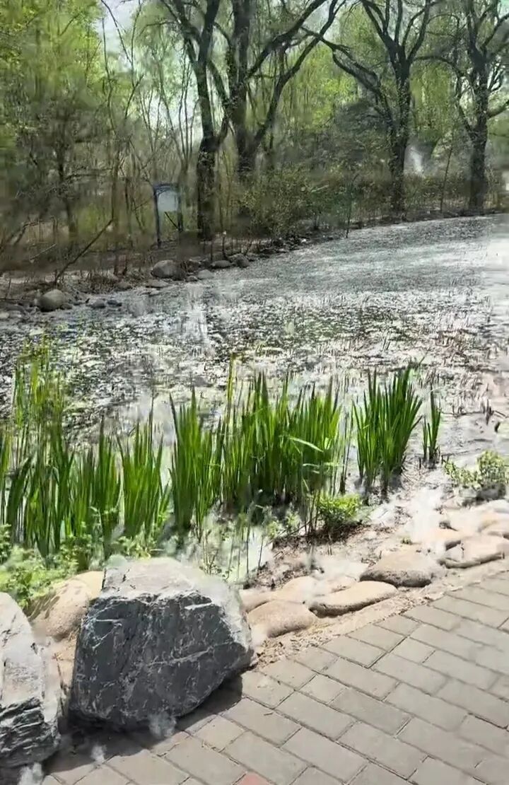 北京野生动物园漫天飘絮仿佛“下雪”，有水豚淡定将其吃下