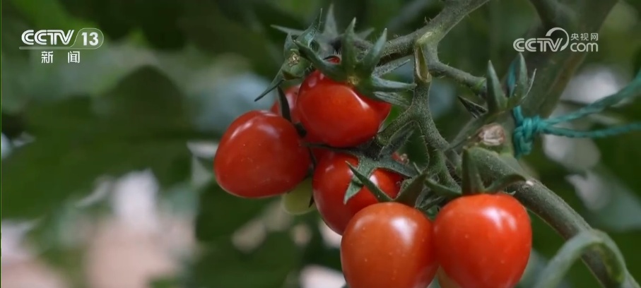 外贸一线观察 | 高原“冷资源”有“热优势” 青海外贸实现逆势“突围” 外贸一线观察 | 高原“冷资源”有“热优势” 青海外贸实现逆势“突围”