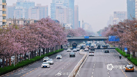 北京这条路变成桐花路