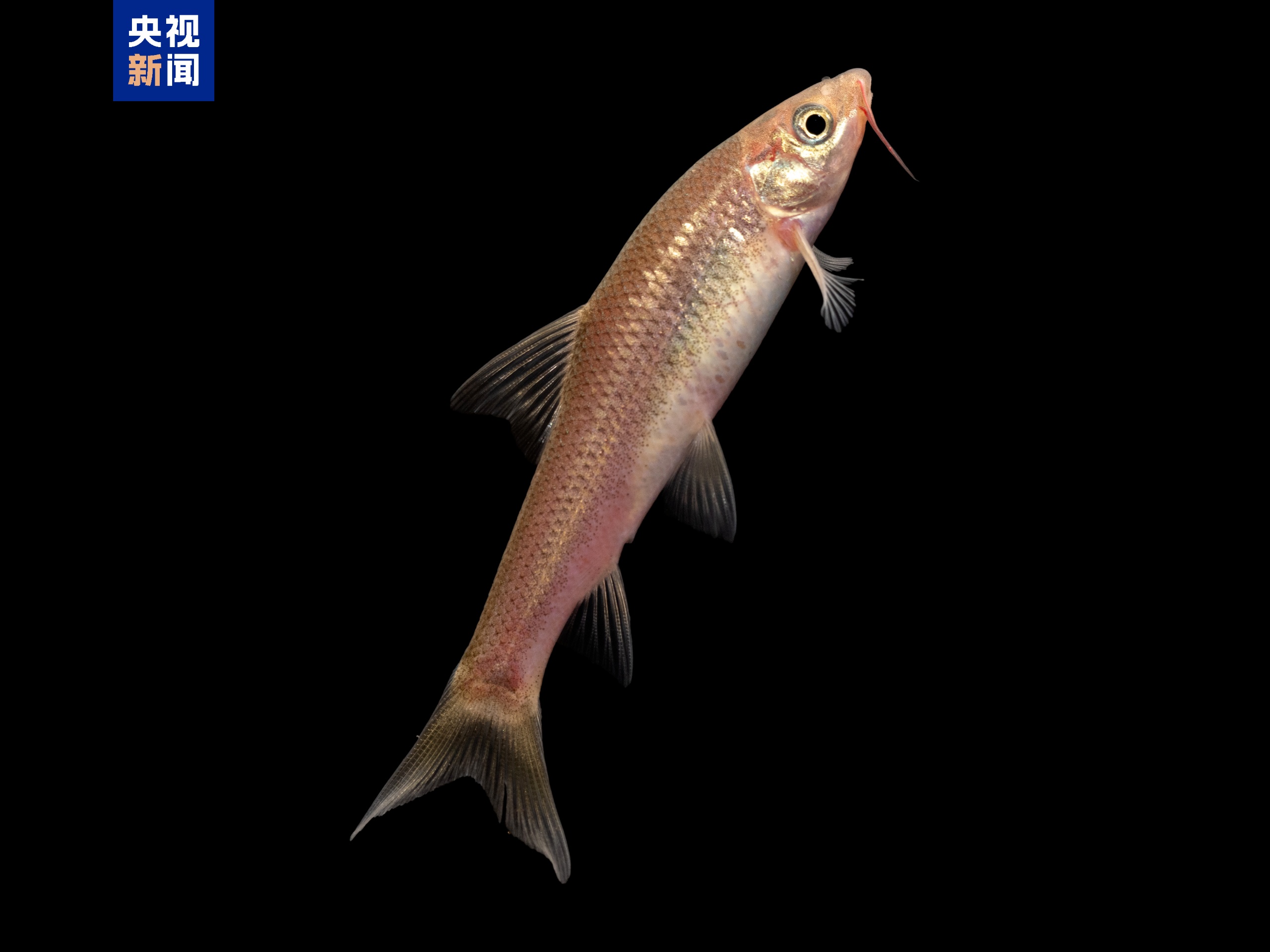 广西崇左白头叶猴国家级自然保护区发现候选新种