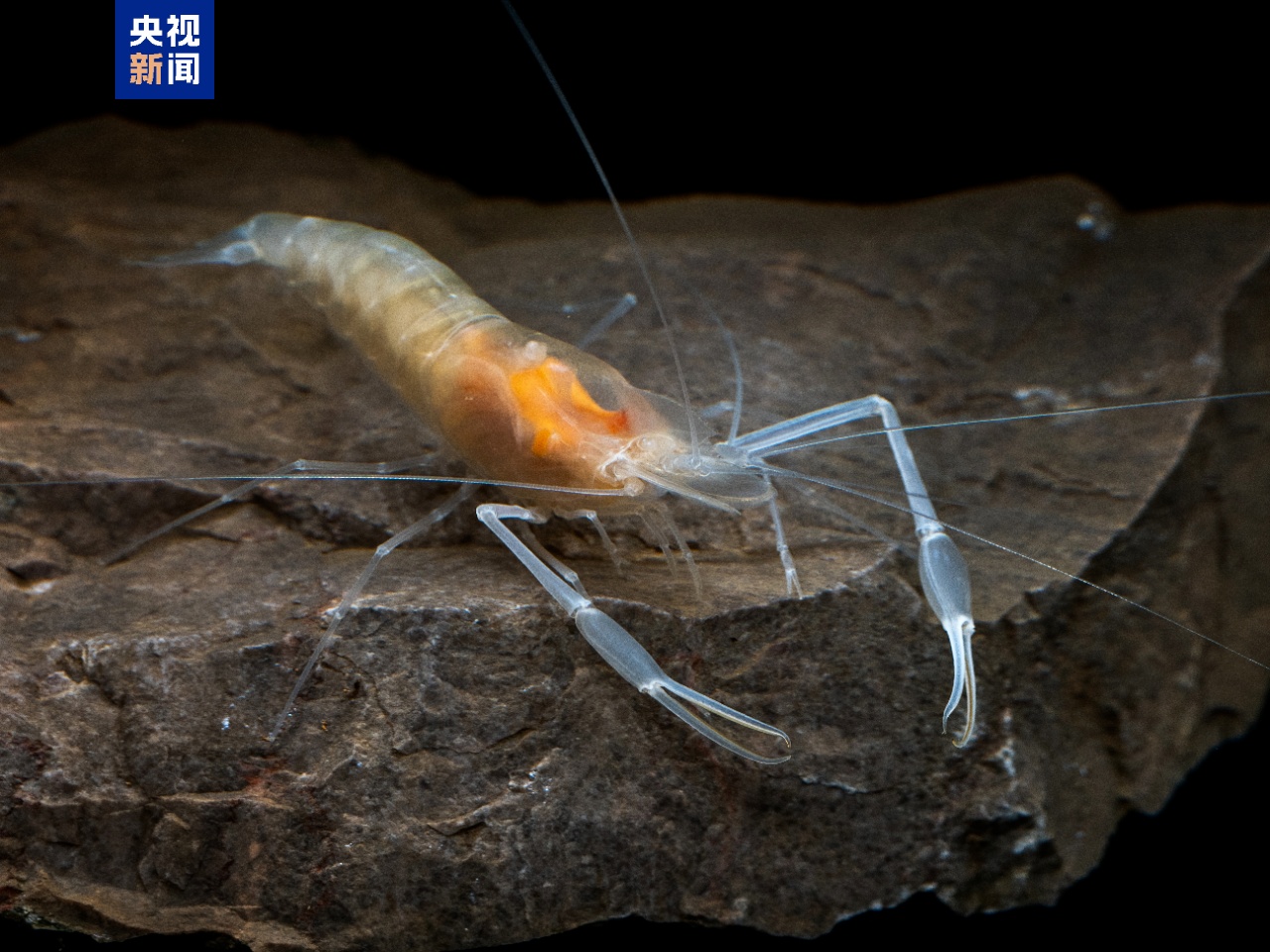 广西崇左白头叶猴国家级自然保护区发现候选新种