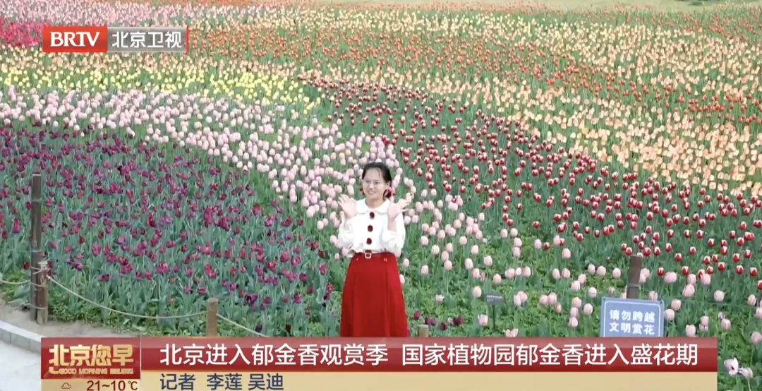 持续至五月上旬!北京郁金香赏花“天花板”就在—— 持续至五月上旬!北京郁金香赏花“天花板”就在——