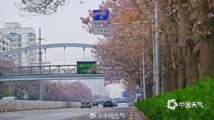 北京这条路变成桐花路