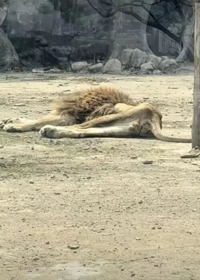 辽宁本溪动植物园狮子瘦成“纸片”引热议！园区回应：因配偶离世拒绝进食