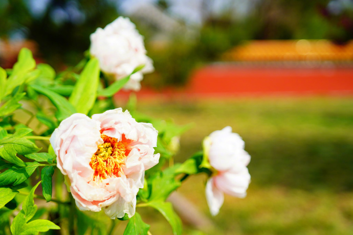 国色天香！北京景山公园牡丹绽放