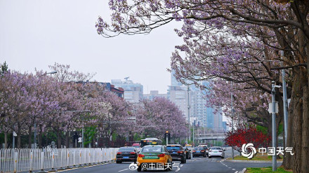 北京这条路变成桐花路