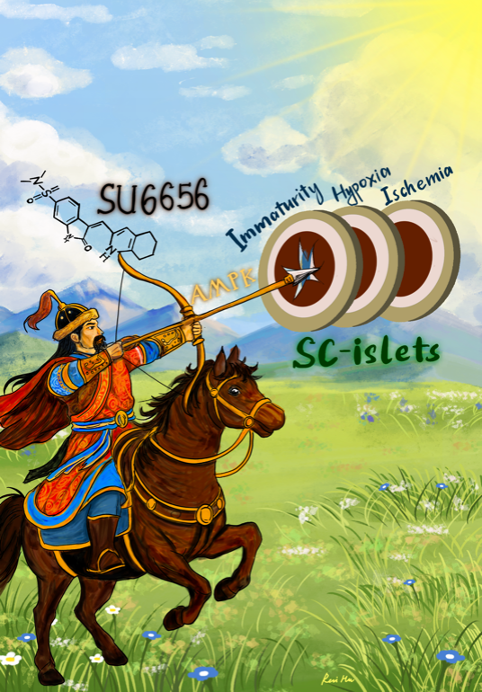 我国科学家攻克糖尿病细胞治疗三大挑战