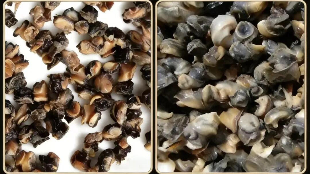 广东近期多见这种“粉红泡泡”，千万别碰！