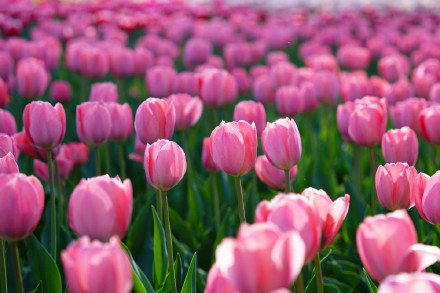 无水印壁纸！盛放郁金香织就大地花毯