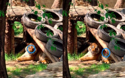 游客用激光笔照老虎眼睛被劝离 游客用激光笔照老虎眼睛被劝离