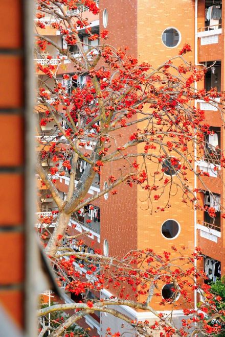 木棉一开 厦大更美了