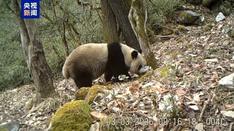 可可爱爱 陕西太白山黄柏塬多次拍到野生大熊猫 可可爱爱 陕西太白山黄柏塬多次拍到野生大熊猫