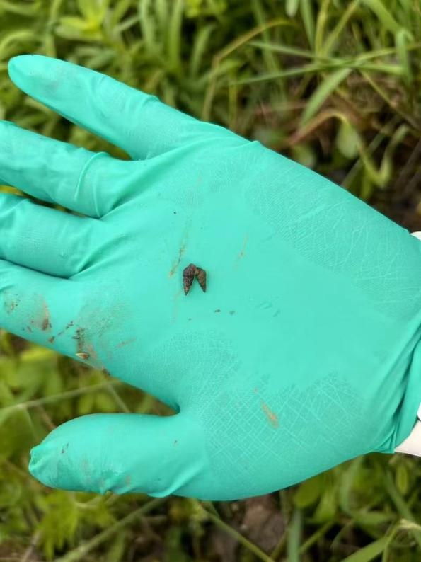 接触10秒即可感染！什么是血吸虫病？中疾控提醒