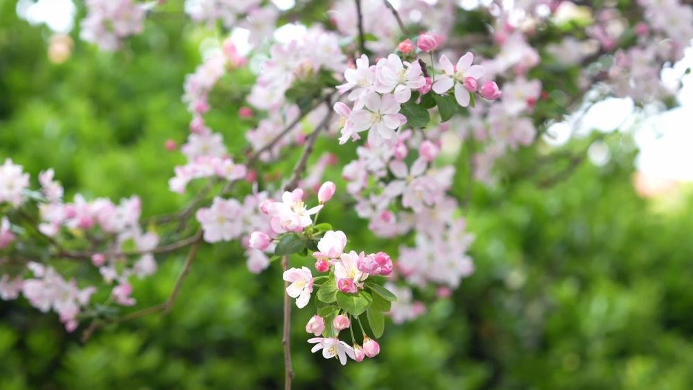 “春日经济”激活文旅消费新活力 “春日经济”激活文旅消费新活力
