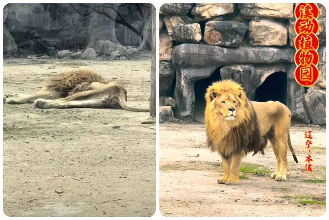 动植物园狮子瘦得只剩皮包骨，本溪市动植物园发布情况说明