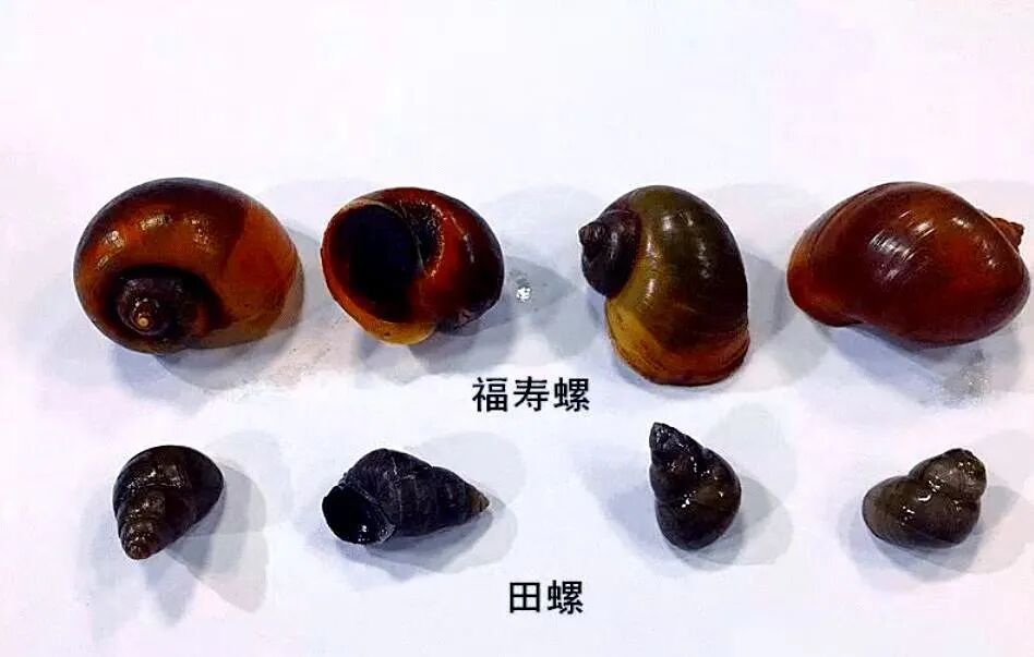 广东近期多见这种“粉红泡泡”，千万别碰！