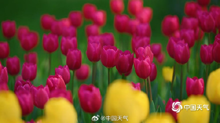 北京中山公园郁金香美成画了