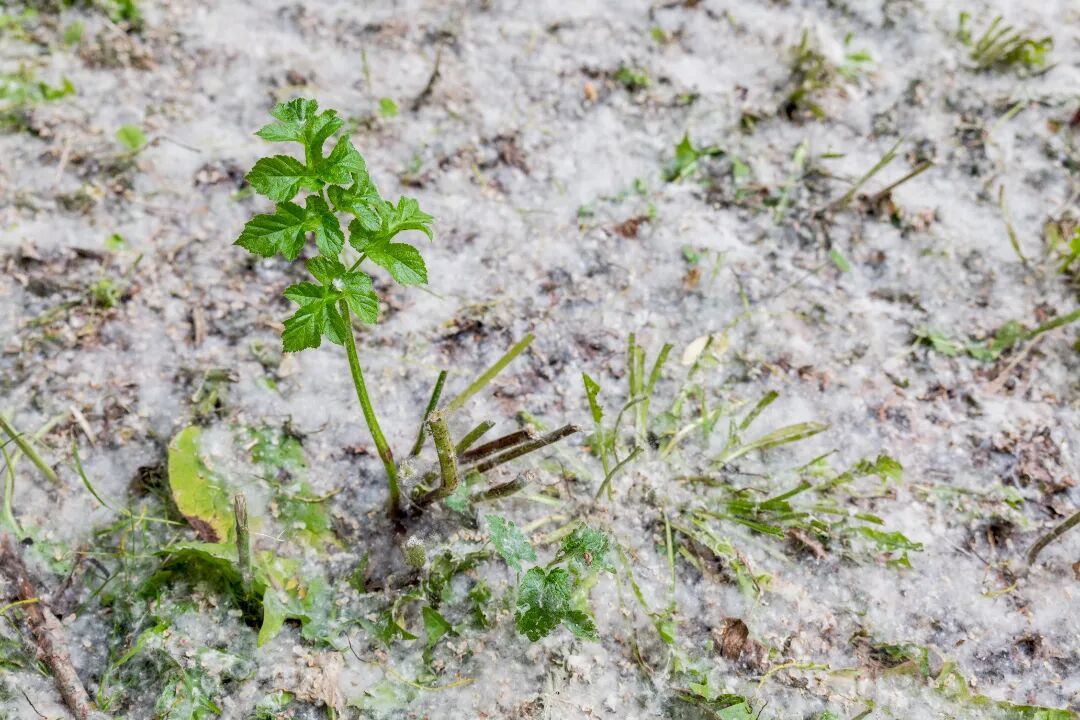 飞絮又来糊脸了，杨柳树为什么不能“一砍了之”？