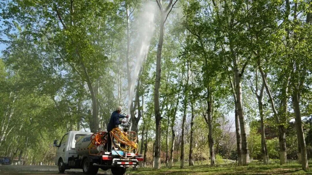 飞絮又来糊脸了，杨柳树为什么不能“一砍了之”？