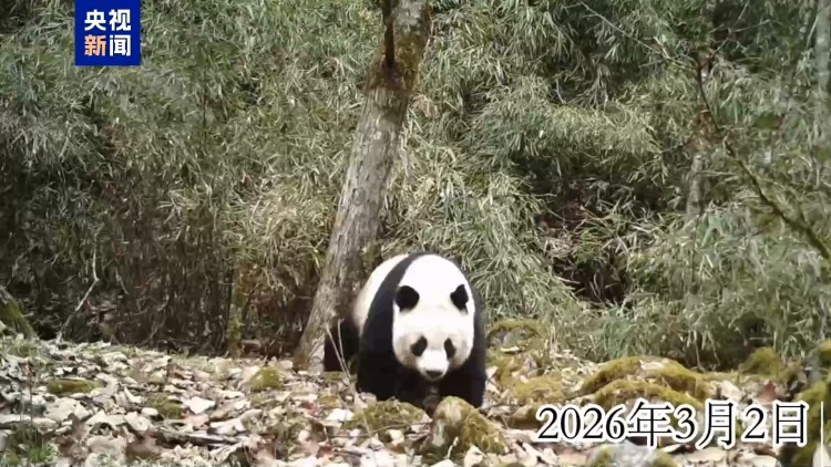 可可爱爱 陕西太白山黄柏塬多次拍到野生大熊猫 可可爱爱 陕西太白山黄柏塬多次拍到野生大熊猫