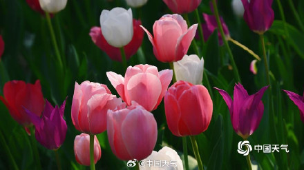 北京中山公园郁金香美成画了