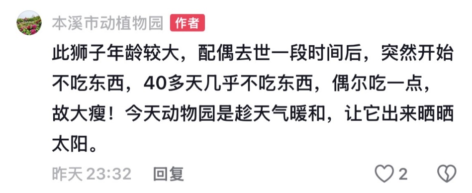辽宁一狮子40多天几乎不吃东西“饿成片片”，园方回应：配偶去世一段时间后就这样了
