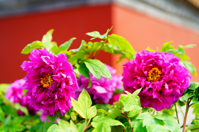 国色天香！北京景山公园牡丹绽放