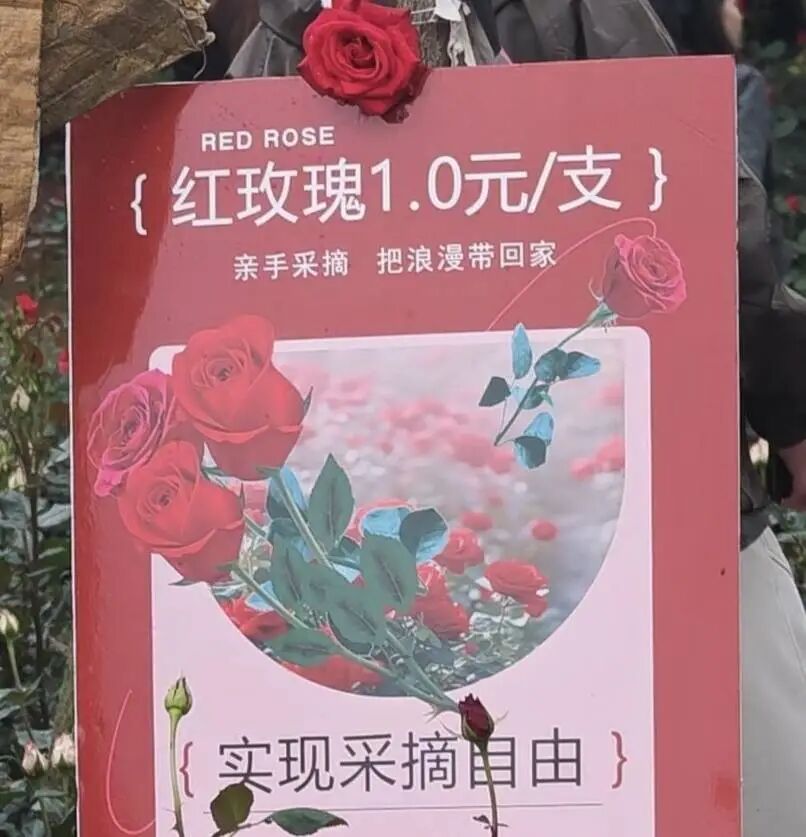 1元一朵，成都“玫瑰爷爷”花田走红，游客：实现“玫瑰自由”