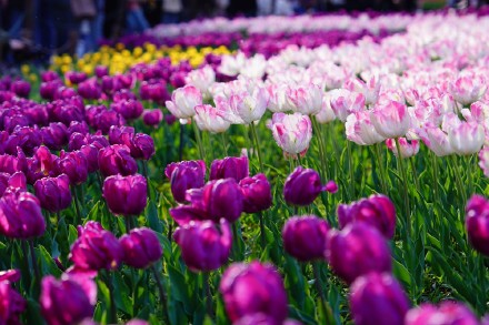 无水印壁纸！盛放郁金香织就大地花毯