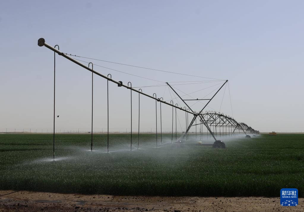 新疆昆玉：沙漠边缘麦苗青