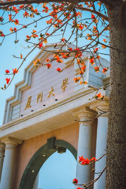 木棉一开 厦大更美了