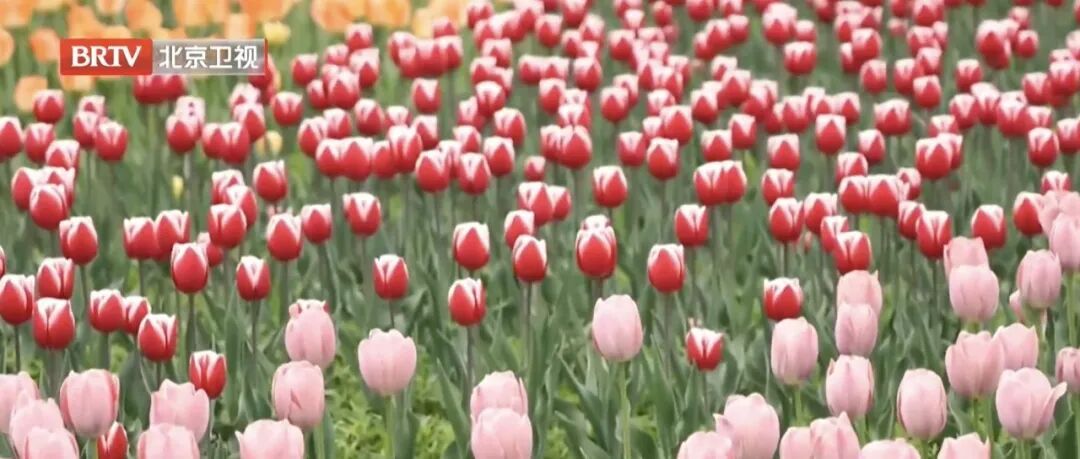 持续至五月上旬!北京郁金香赏花“天花板”就在—— 持续至五月上旬!北京郁金香赏花“天花板”就在——