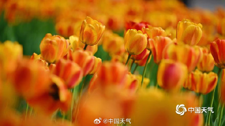 北京中山公园郁金香美成画了