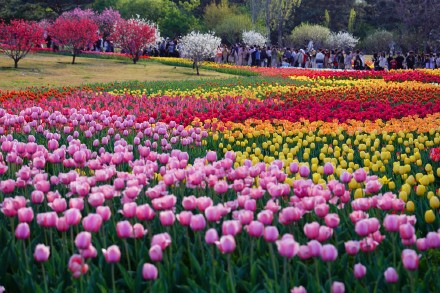 无水印壁纸！盛放郁金香织就大地花毯