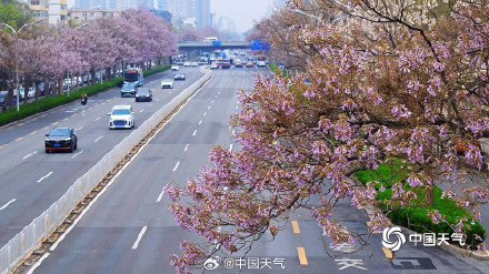 北京这条路变成桐花路