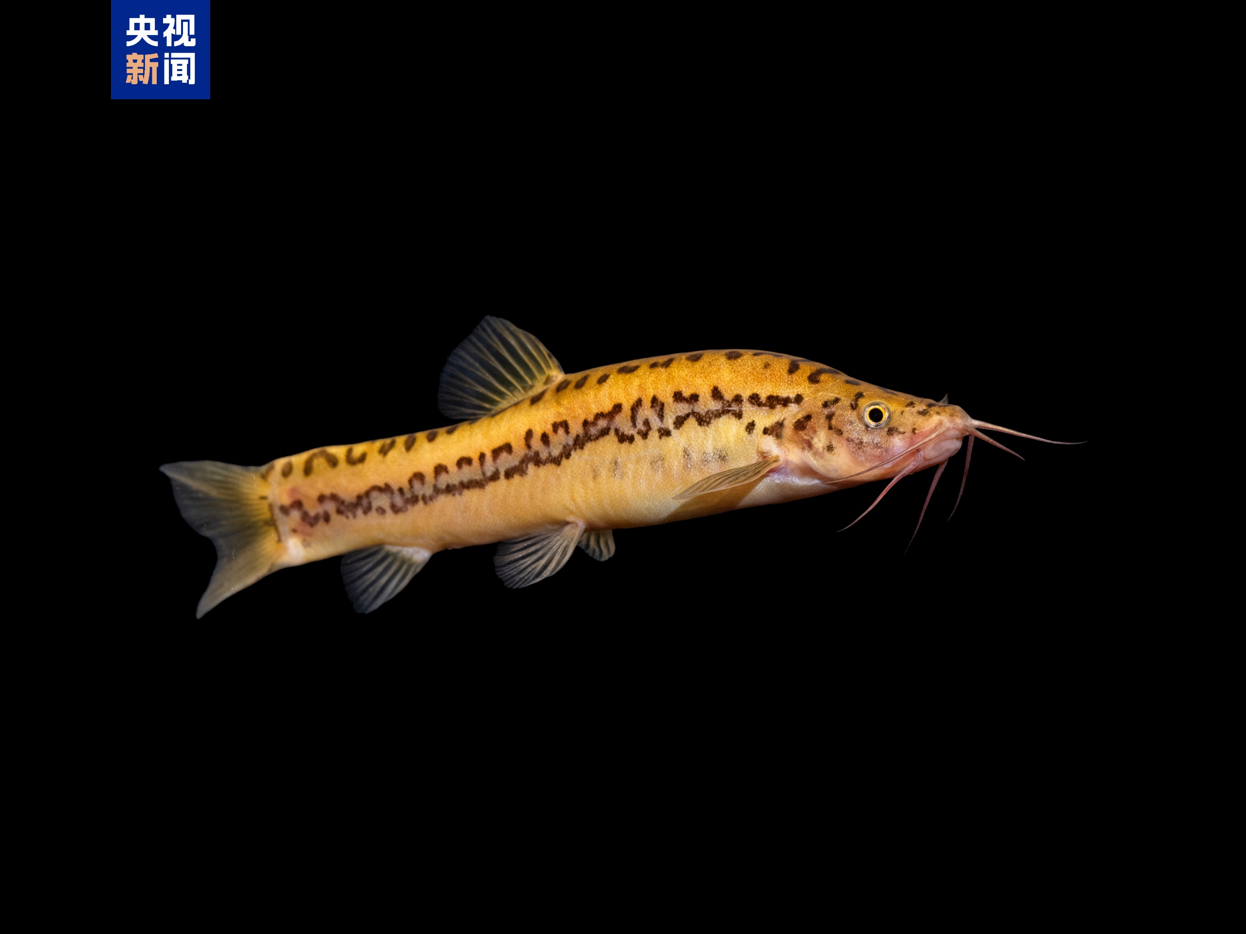 广西崇左白头叶猴国家级自然保护区发现候选新种