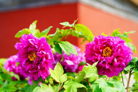 北京景山公园牡丹绽放