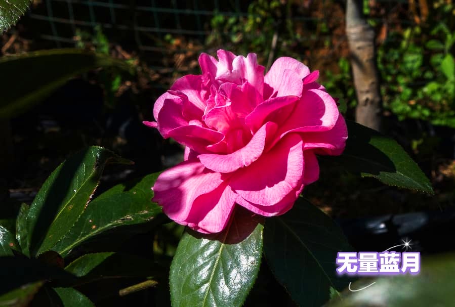 云南新添3个茶花新品种 云南新添3个茶花新品种