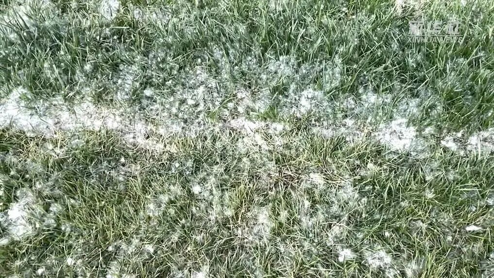 飞絮又来糊脸了，杨柳树为什么不能“一砍了之”？