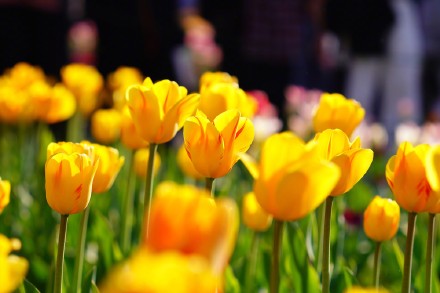 无水印壁纸！盛放郁金香织就大地花毯