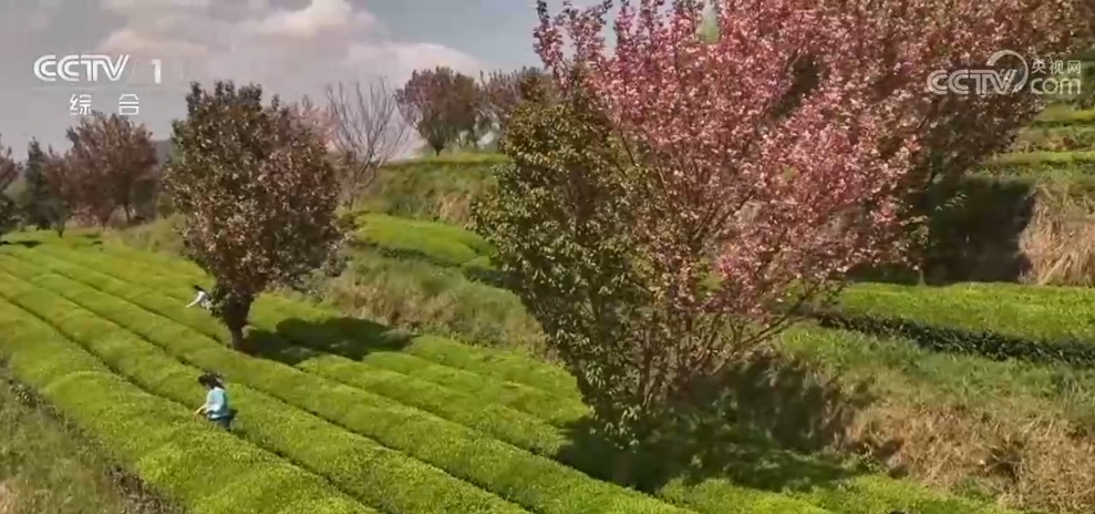 春和景明赏花经济持续火热 “观景+文化+体验”多元场景激发文旅消费新活力 春和景明赏花经济持续火热 “观景+文化+体验”多元场景激发文旅消费新活力
