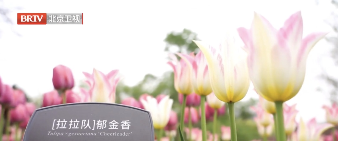 持续至五月上旬!北京郁金香赏花“天花板”就在—— 持续至五月上旬!北京郁金香赏花“天花板”就在——