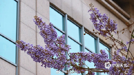 北京这条路变成桐花路