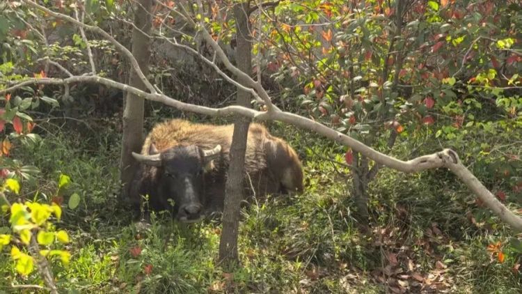 离家出走40公里,两头牛在上海“笃悠悠”逛马路,直接堵车了 离家出走40公里,两头牛在上海“笃悠悠”逛马路,直接堵车了