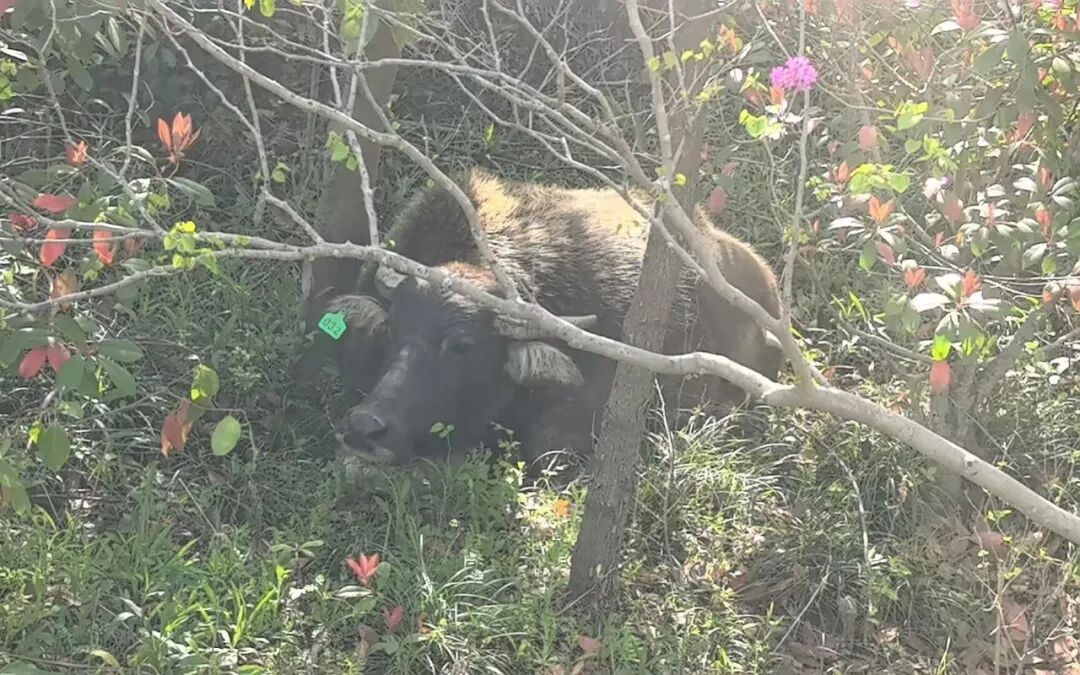 两头水牛“跨省漫游”40公里，在上海“笃悠悠”逛马路，路堵了……