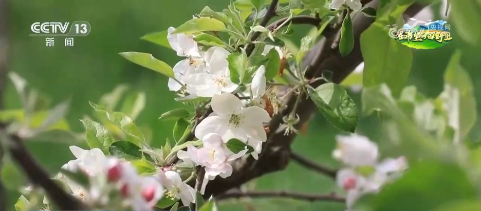 果园变景区、农户变员工 农文旅融合新业态激活乡村振兴新动能