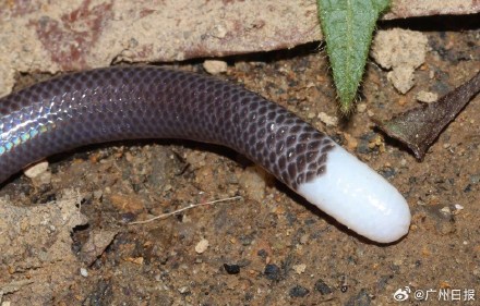 名为蜥蜴却形似蚯蚓？广东鼎湖山首次拍到神秘生物白尾双足蜥