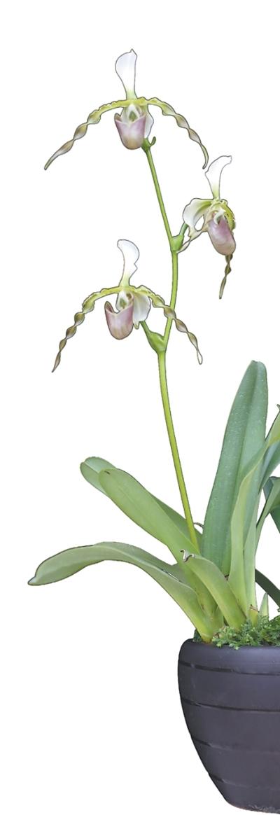 兰花的生存智慧知多少