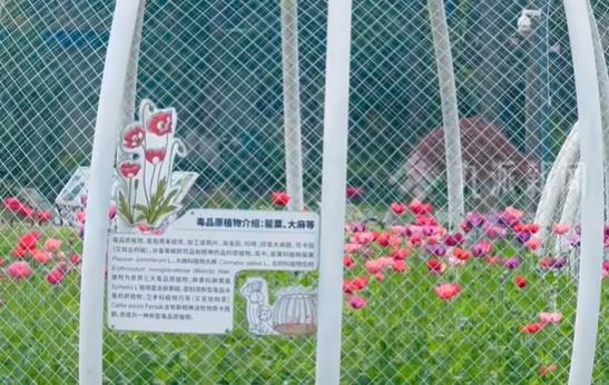 湖北武汉植物园铁笼内种罂粟，景区回应