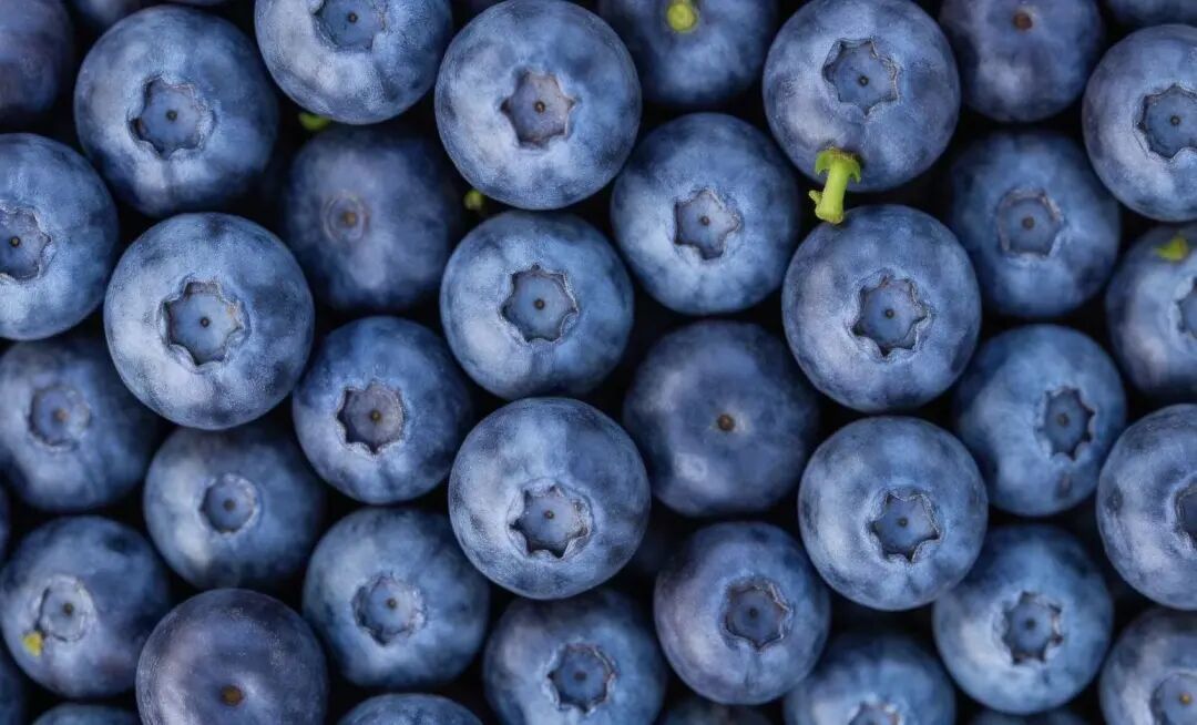 别再乱洗蓝莓了！从挑到存，一篇看懂
